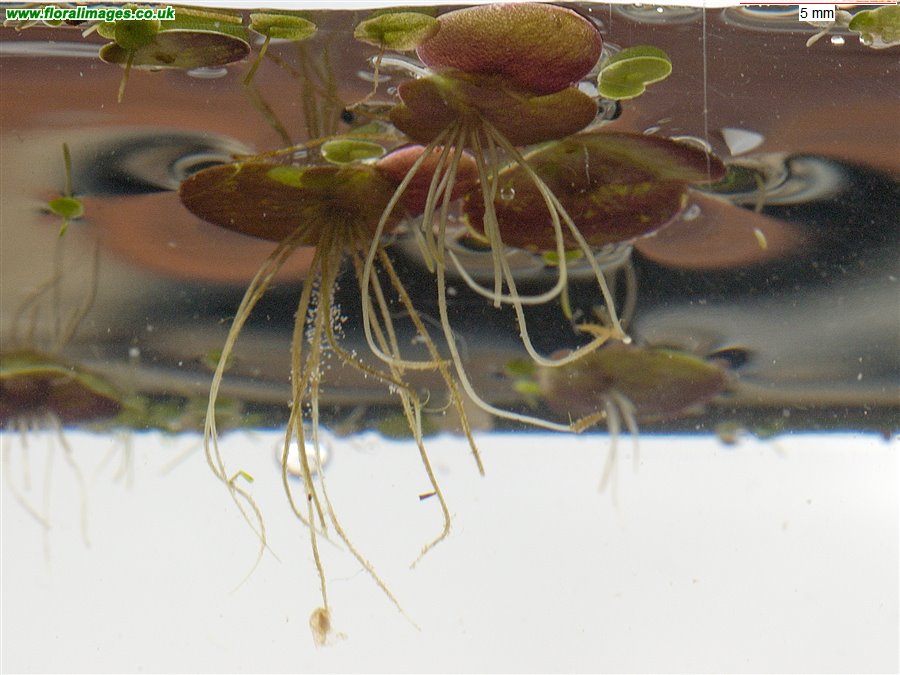 Spirodela polyrhiza