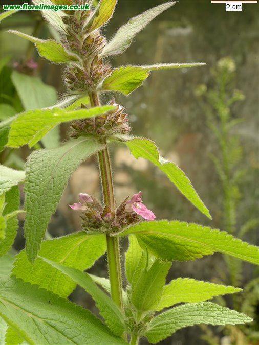 Stachys alpina