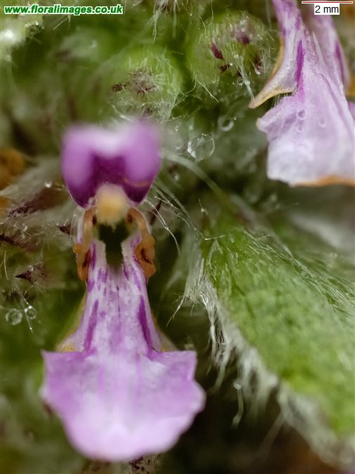Stachys germanica
