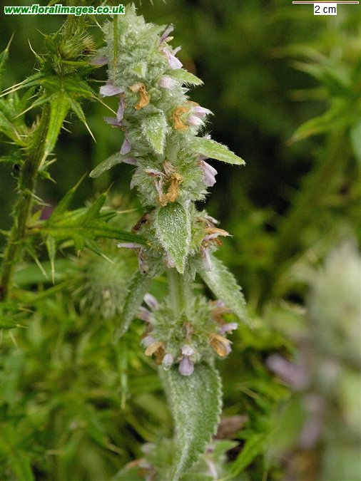 Stachys germanica