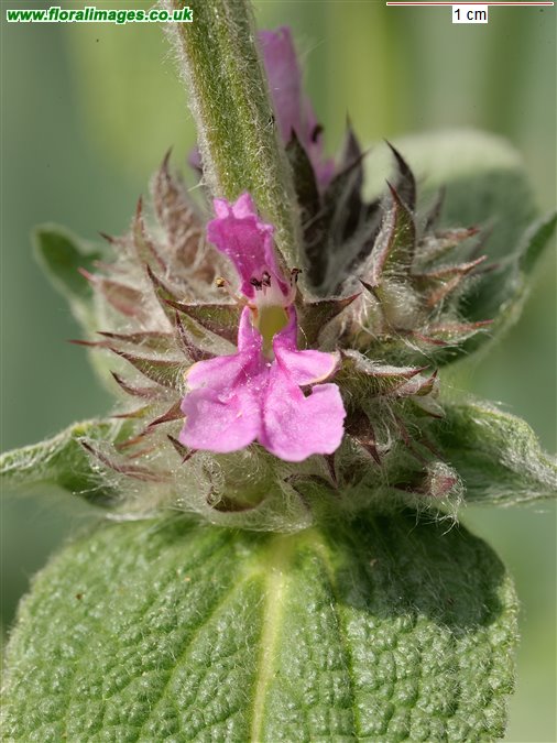Stachys germanica