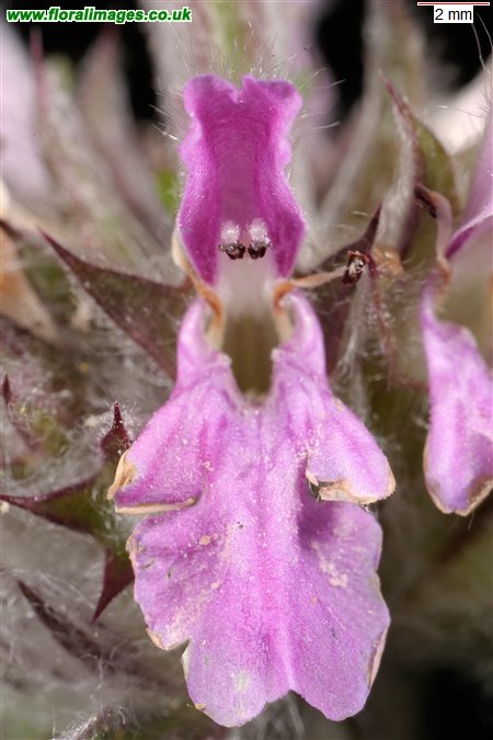 Stachys germanica