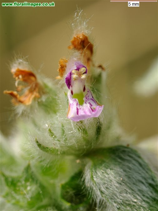 Stachys germanica