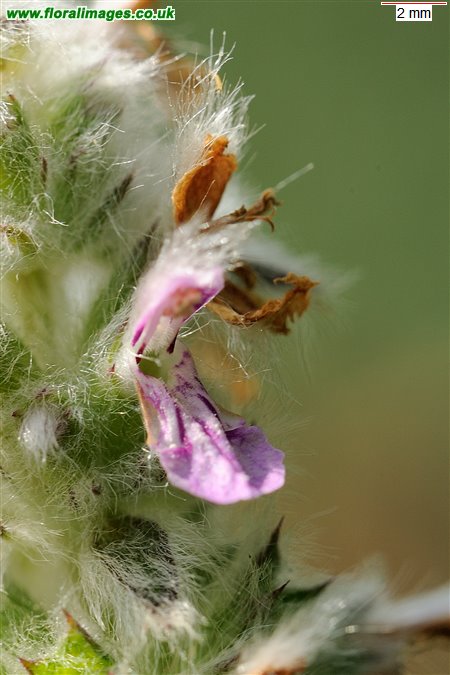 Stachys germanica