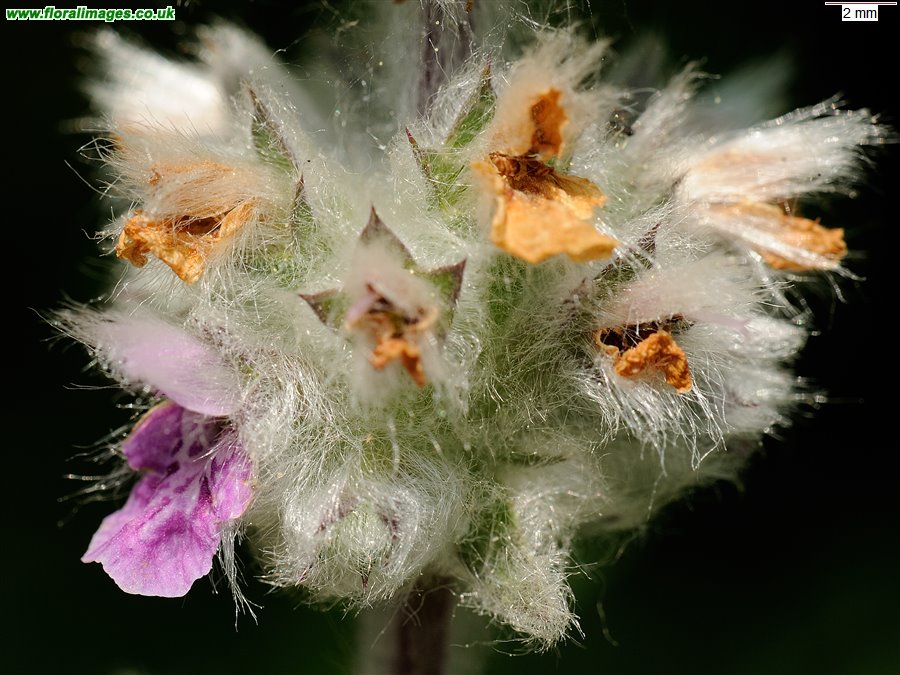Stachys germanica