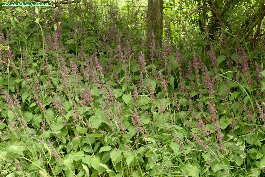 Stachys sylvatica