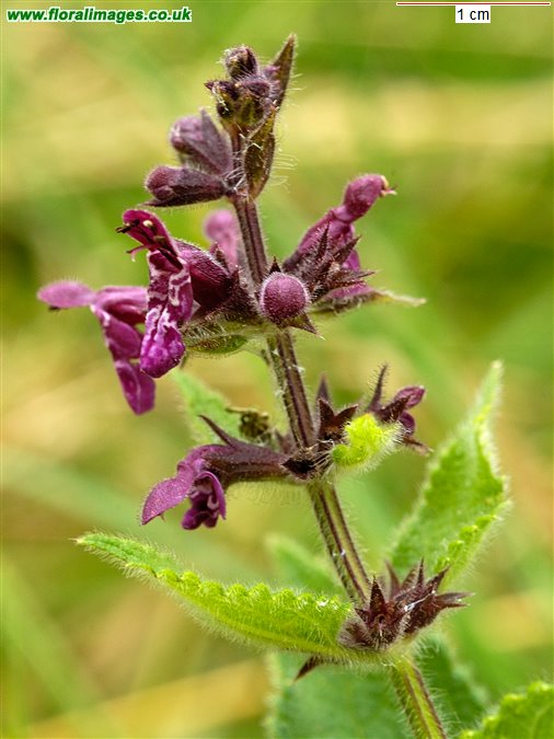 Stachys sylvatica