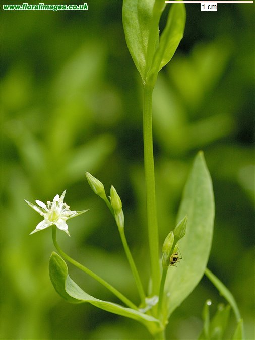 Stellaria alsine