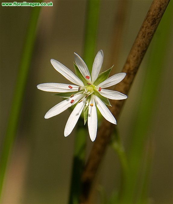 Stellaria graminea