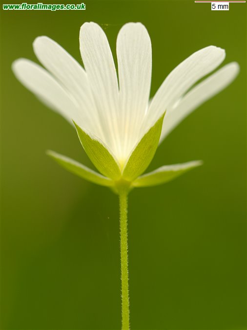 Stellaria holostea