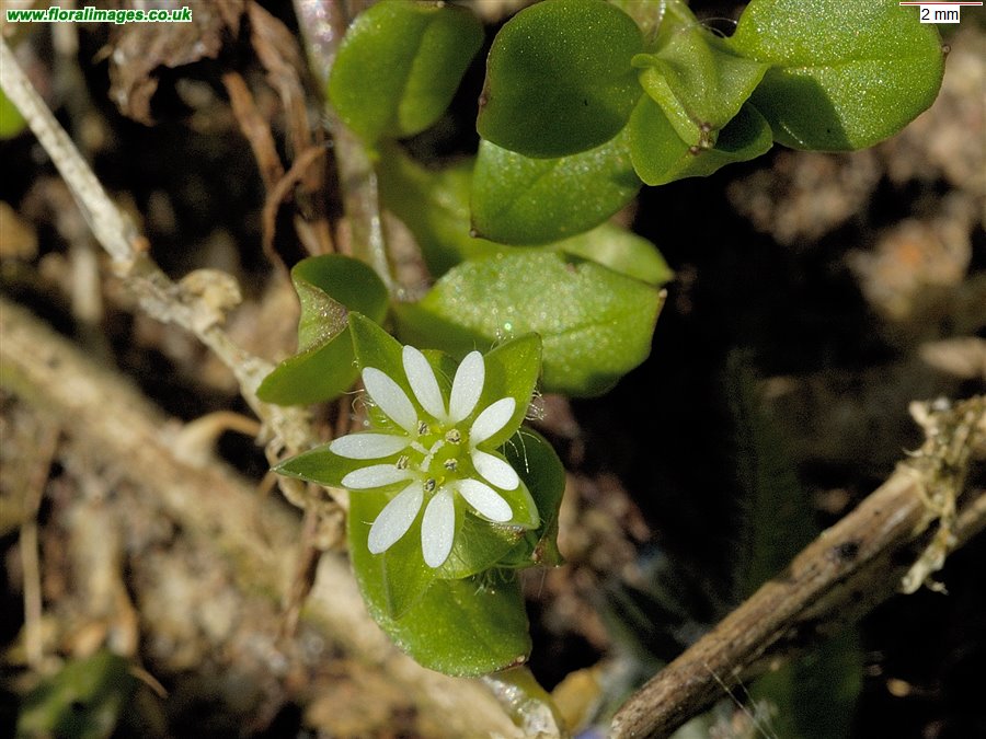 Stellaria media
