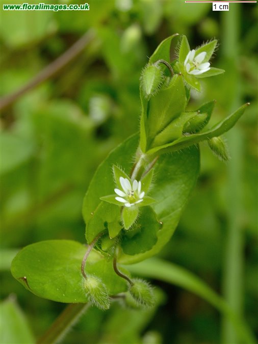 Stellaria neglecta