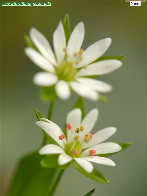 Stellaria neglecta