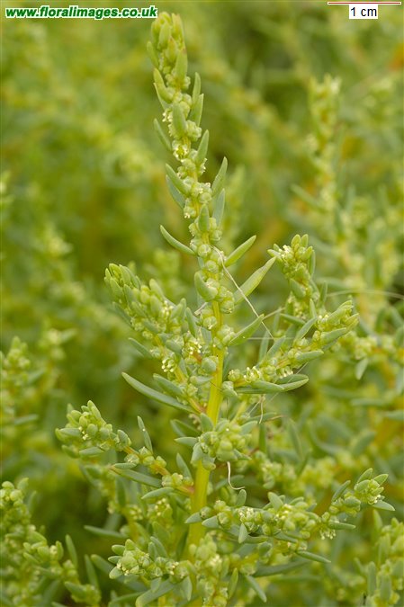 Suaeda maritima