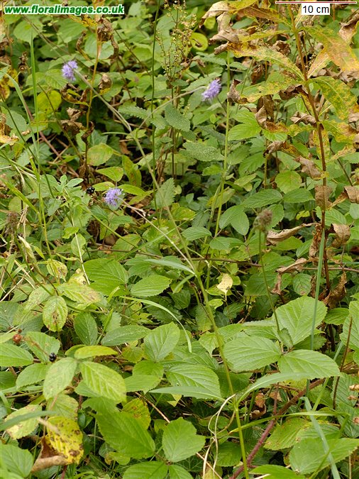Succisa pratensis