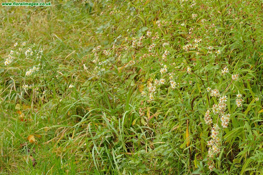 Symphyotrichum lanceolatum