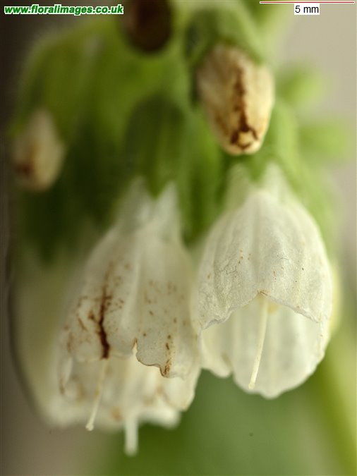 Symphytum orientale
