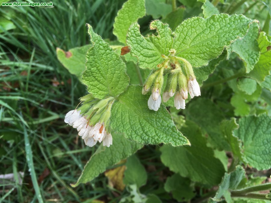 Symphytum orientale