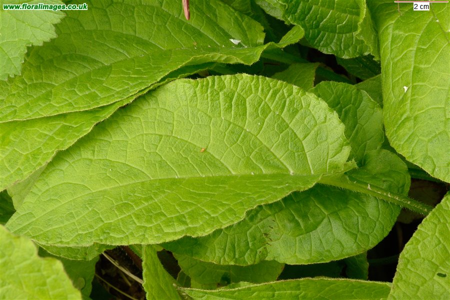 Symphytum x hidcotense