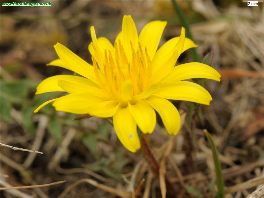 Taraxacum falcatum