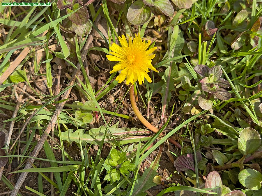 Taraxacum luteum