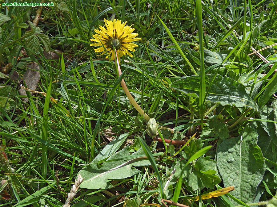 Taraxacum luteum