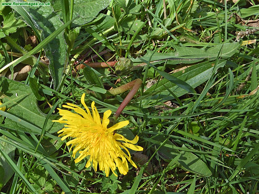 Taraxacum luteum