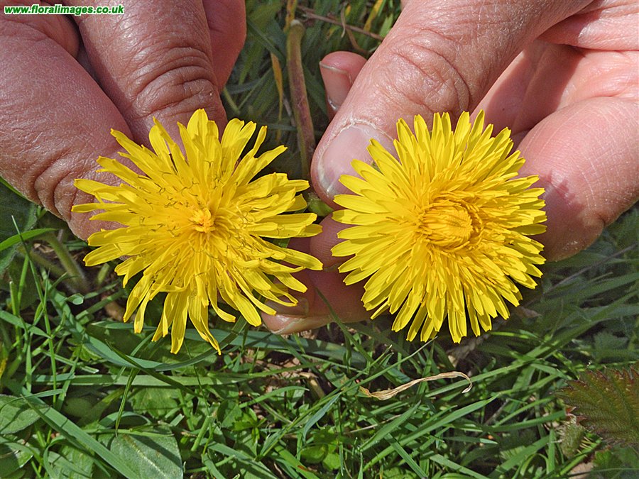 Taraxacum luteum