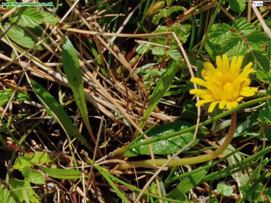 Taraxacum palustre