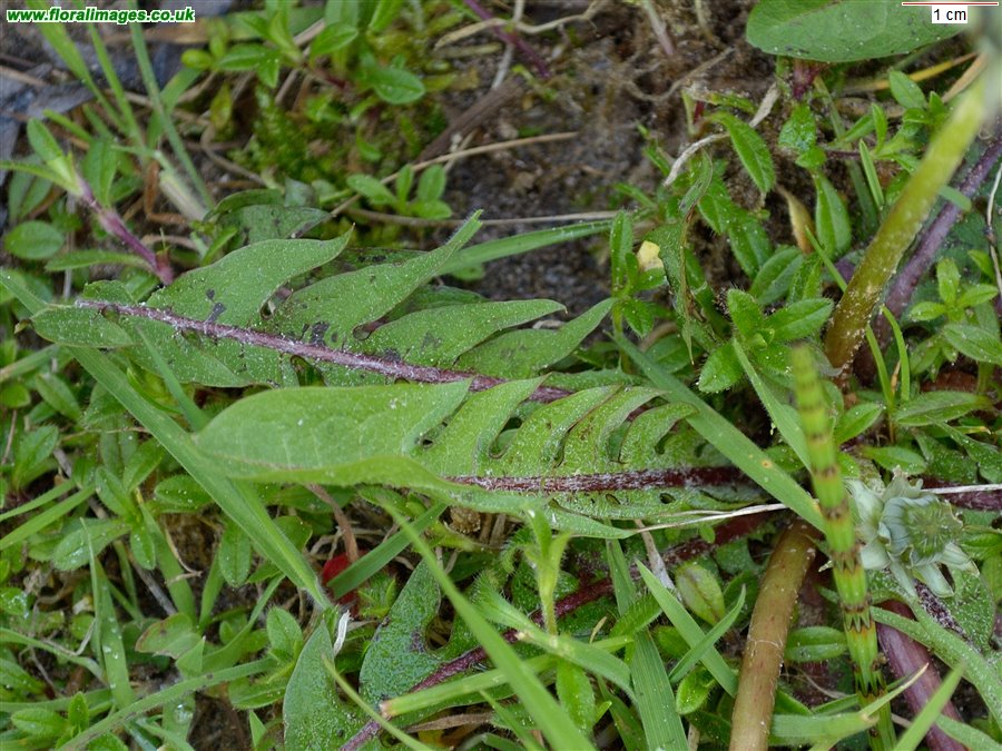 Taraxacum richardsianum