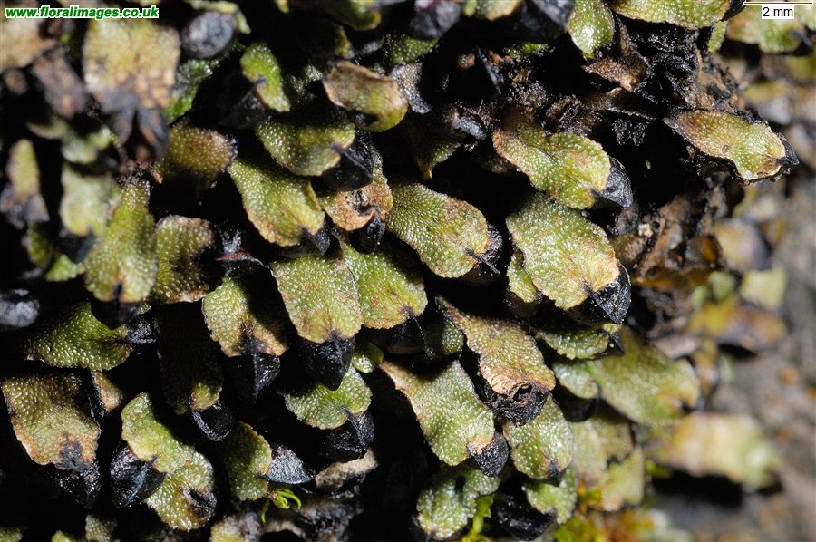 Targionia hypophylla