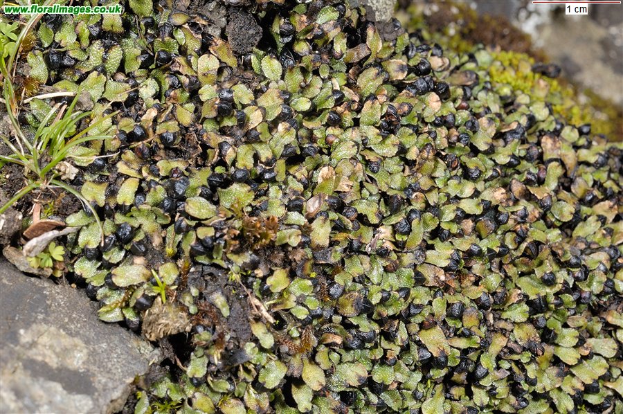 Targionia hypophylla