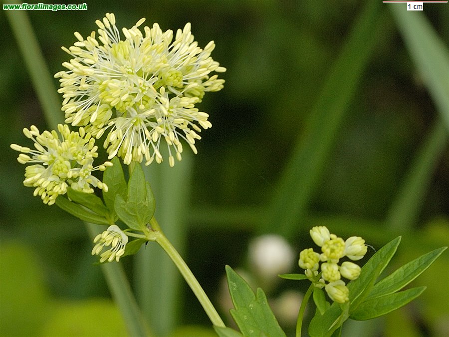 Thalictrum flavum