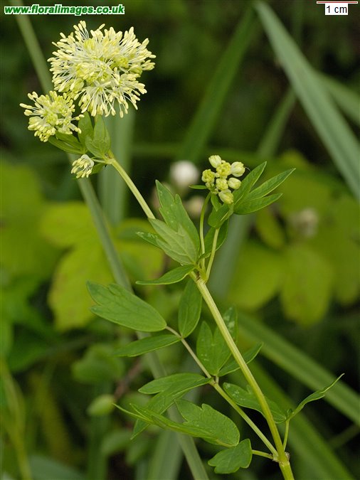 Thalictrum flavum