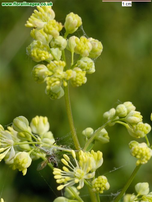 Thalictrum flavum