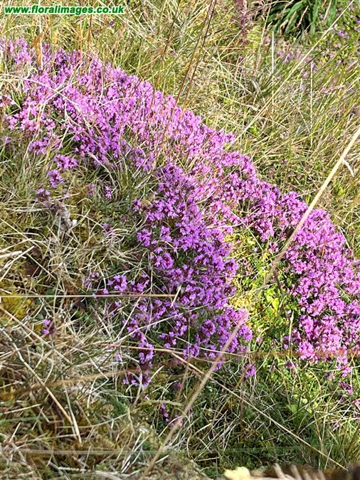 Thymus drucei