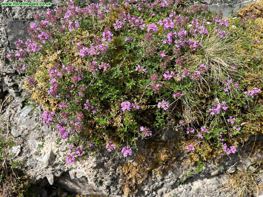 Thymus drucei