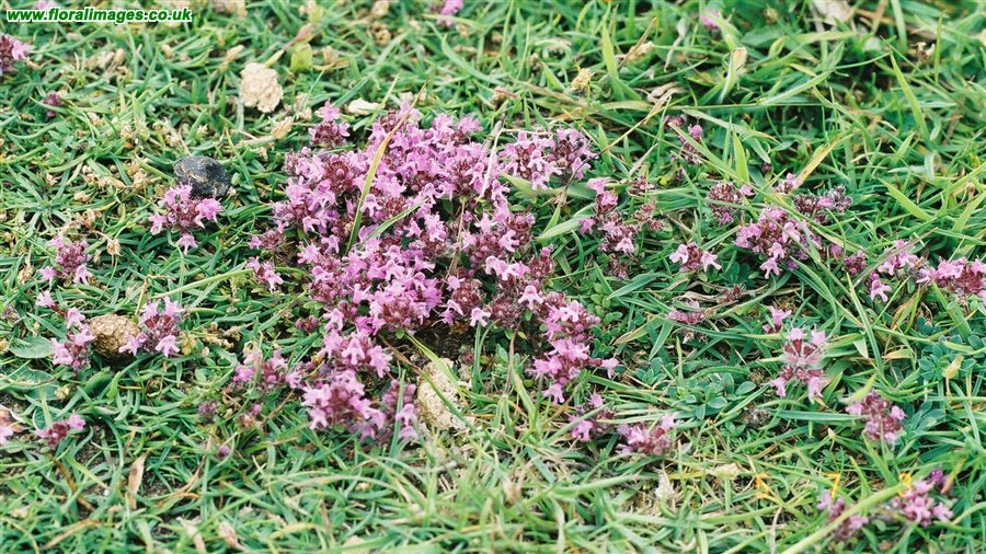 Thymus drucei