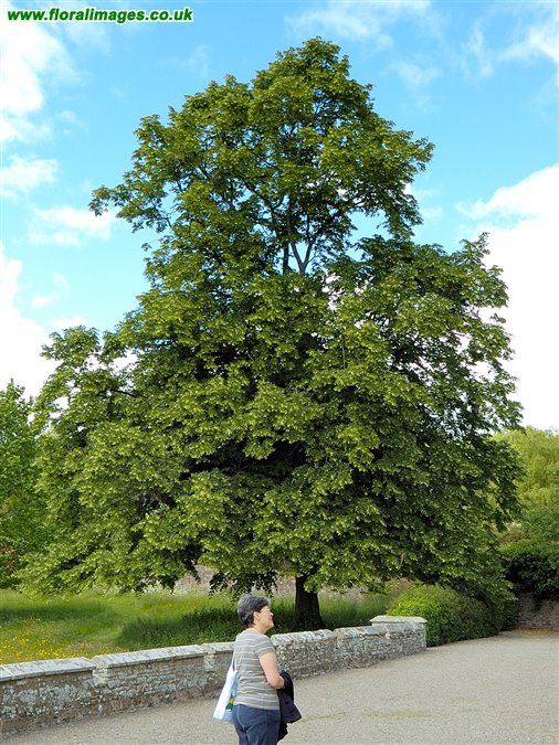 Tilia platyphyllos
