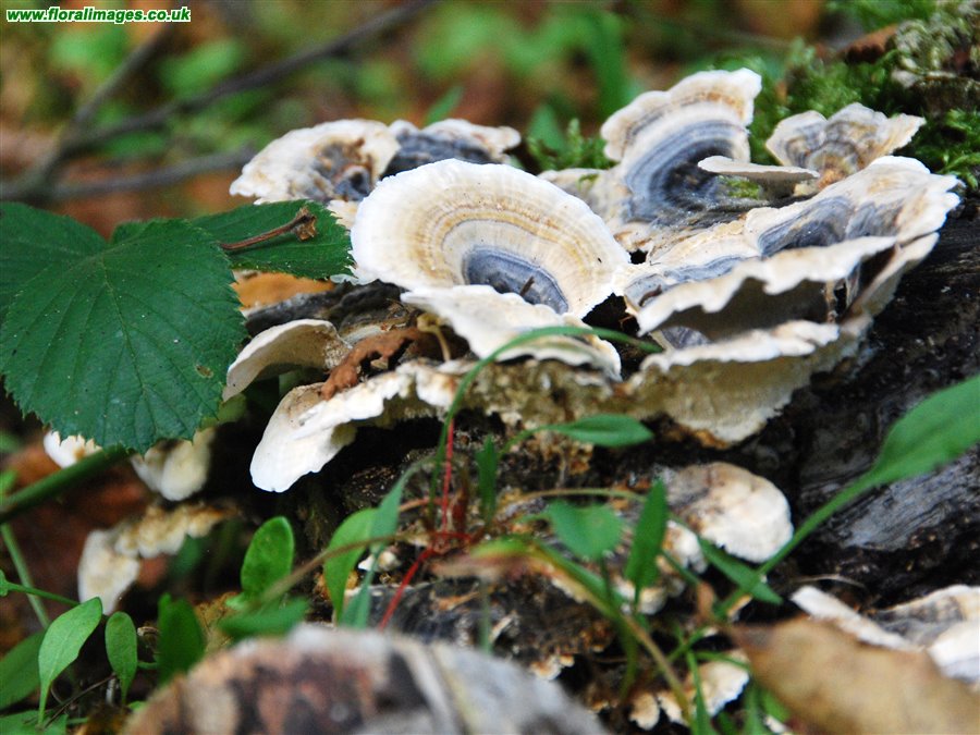 Trametes versicolor