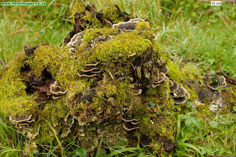 Trametes versicolor