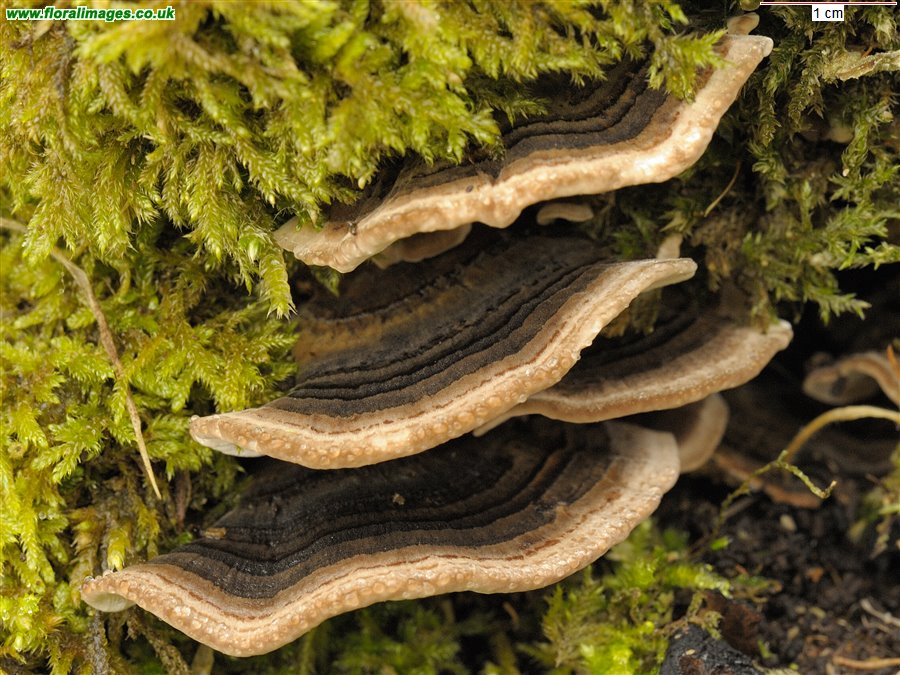 Trametes versicolor