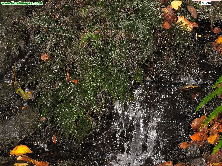 Trichomanes speciosum