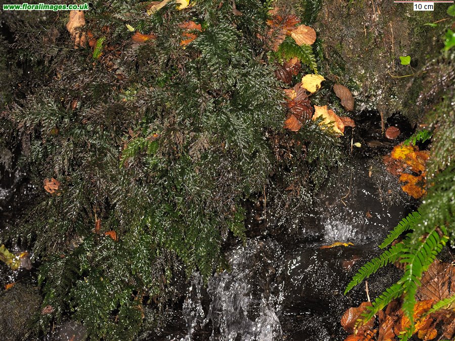 Trichomanes speciosum