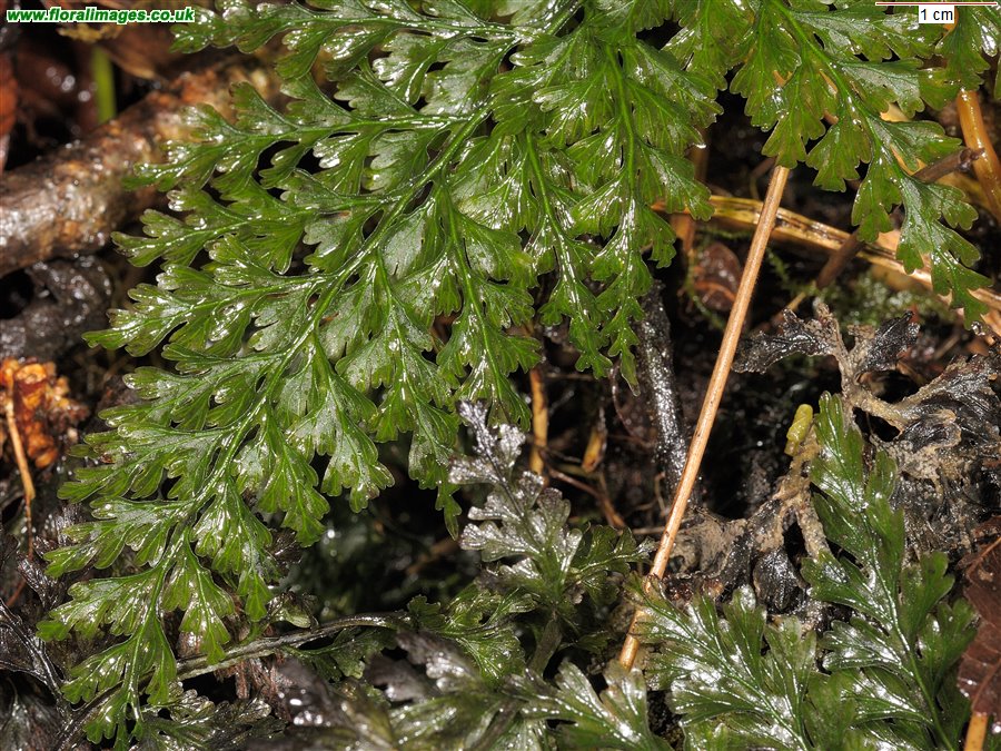 Trichomanes speciosum