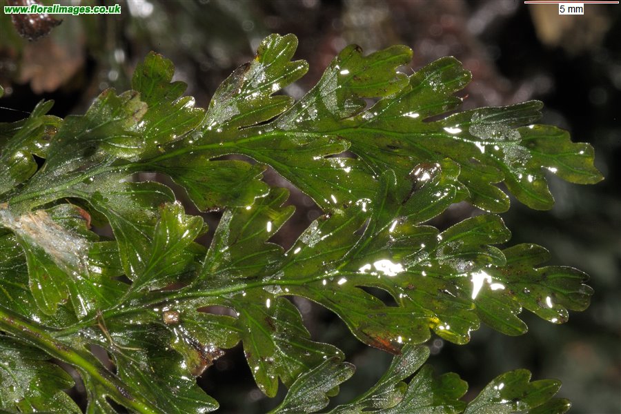 Trichomanes speciosum