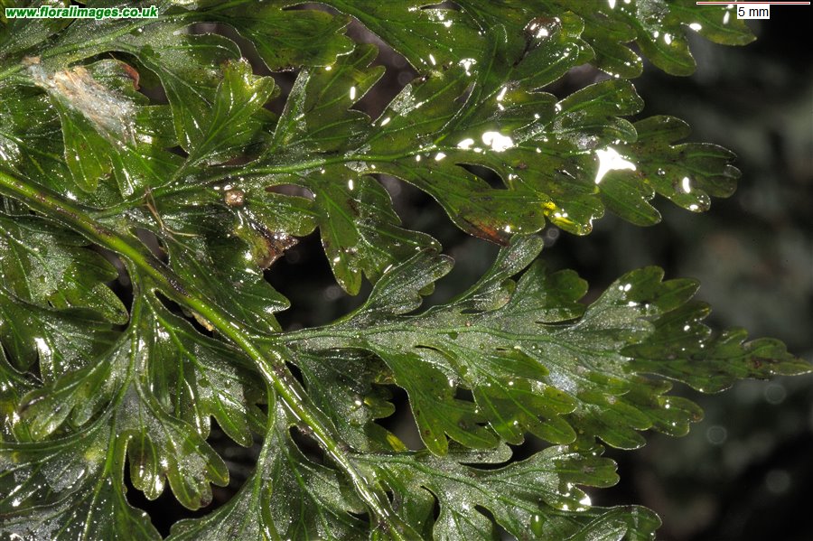Trichomanes speciosum