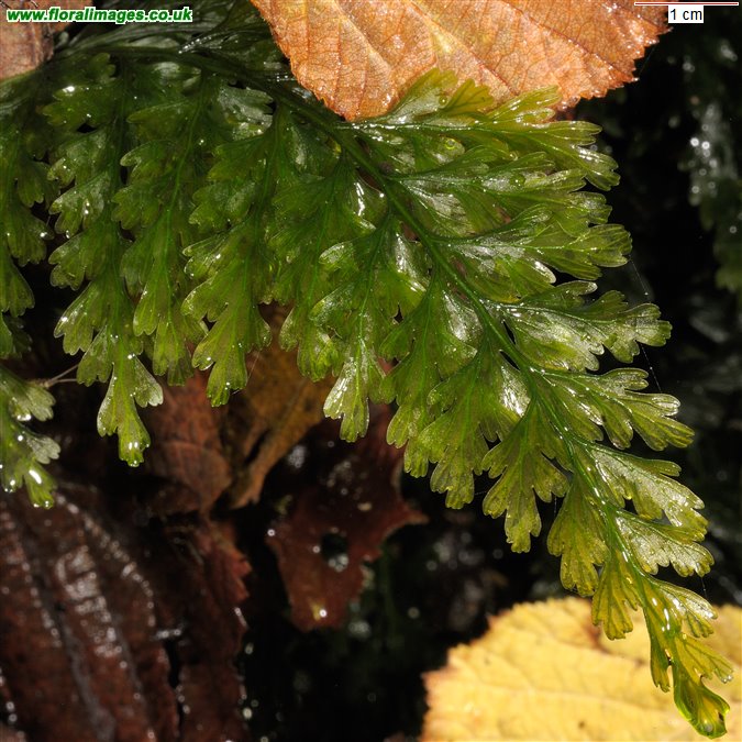 Trichomanes speciosum