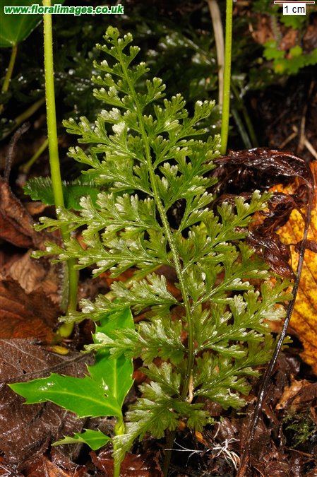 Trichomanes speciosum
