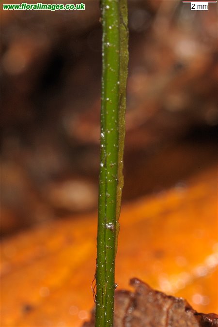 Trichomanes speciosum